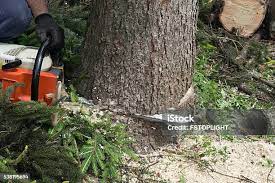 How Our Tree Care Process Works  in  Bakersfield, CA