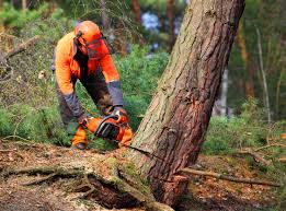 Best Fruit Tree Pruning  in Bakersfield, CA