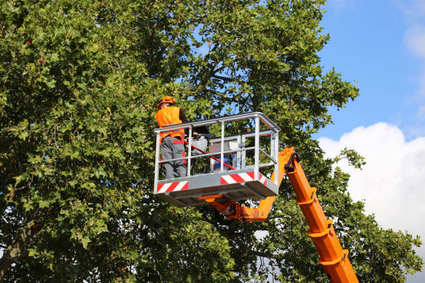 Bakersfield, CA Tree Services Company