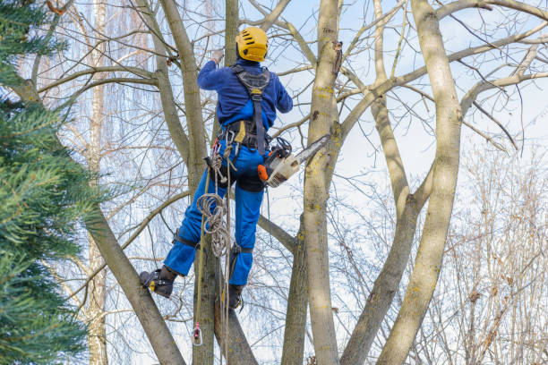 Reliable Bakersfield, CA Tree Services Solutions