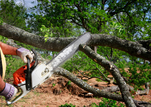 Best Storm Damage Tree Cleanup  in Bakersfield, CA