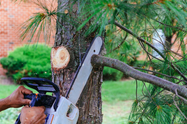 Best Leaf Removal  in Bakersfield, CA